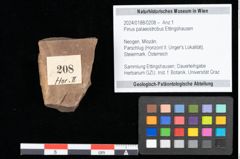 Foto (Objekt + Etikett) von Pinus palaeostrobus Ettingshausen (NHMW-GEO-2024-0188-0208)